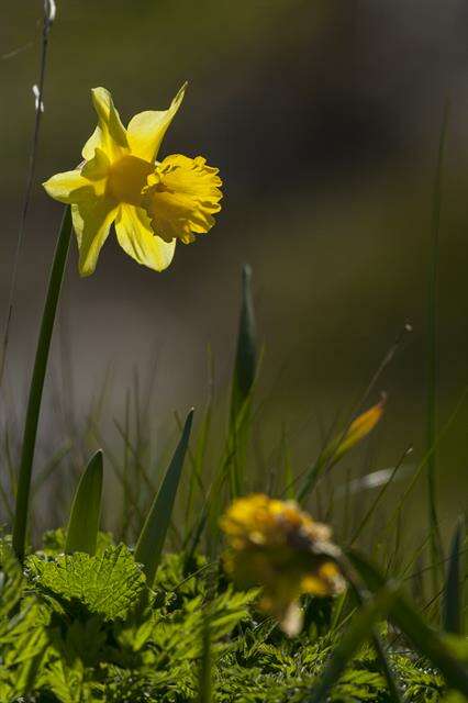 Image of daffodil