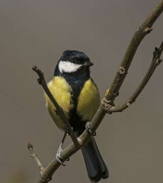 Image of Parus Linnaeus 1758