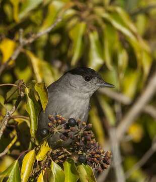 Image of Typical warblers