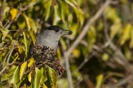 Image of Typical warblers