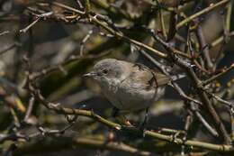 Image of Typical warblers