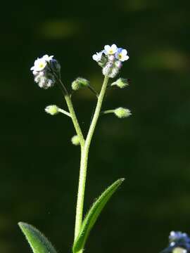 Image of forget-me-not