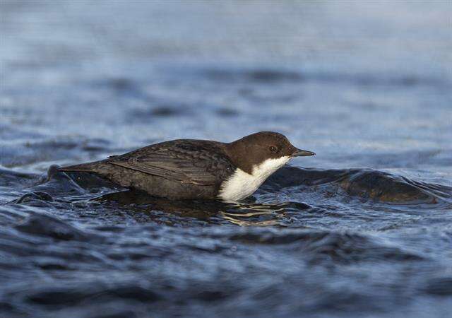 Image of dippers