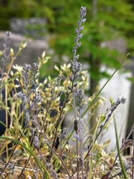 Image of forget-me-not