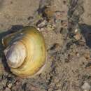 Image of Pond Mussel