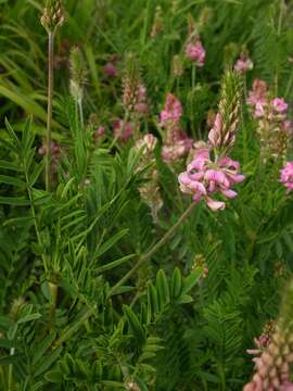 Image of sainfoin