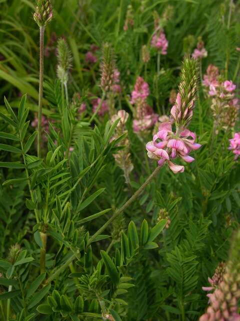 Image of sainfoin