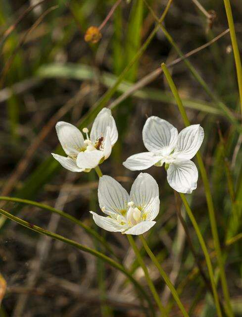 Слика од Parnassia