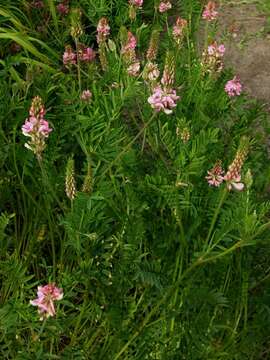 Plancia ëd Onobrychis