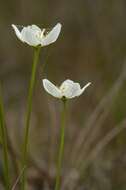 Parnassia resmi