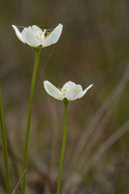 Image de Parnassia