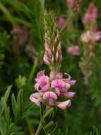 Image of sainfoin