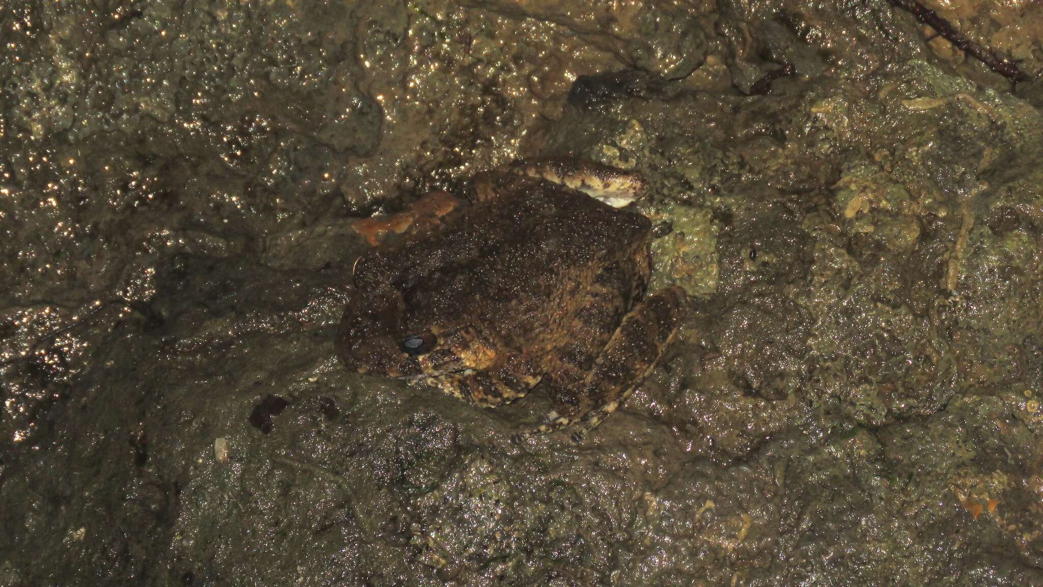 Image of Golfito Robber Frog