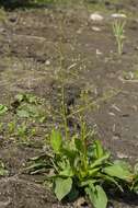 Image of water plantain