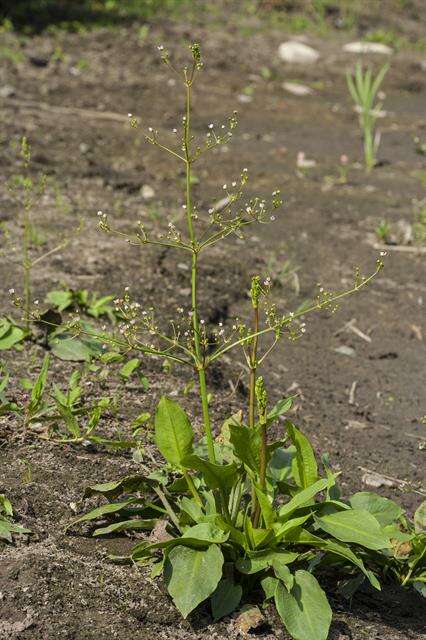 Image of water plantain