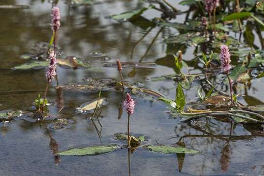 Image of Pinkweeds