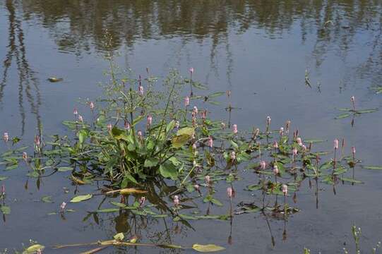 Image of Pinkweeds