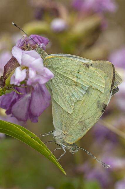 Image de Pieris