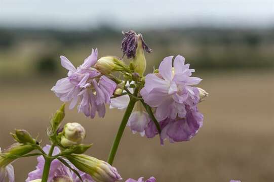 Image of Soapworts