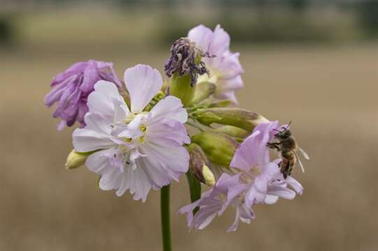 Image of Soapworts