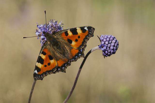 Imagem de Aglais