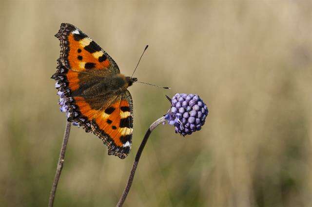 Imagem de Aglais