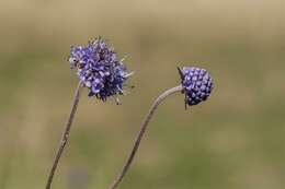 Image of Devil’s Bit Scabious