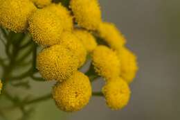 Image of tansy