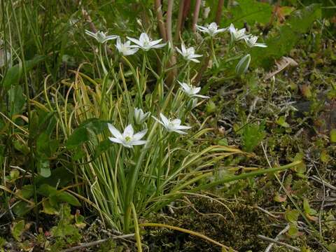 Image of Star-of-Bethlehem