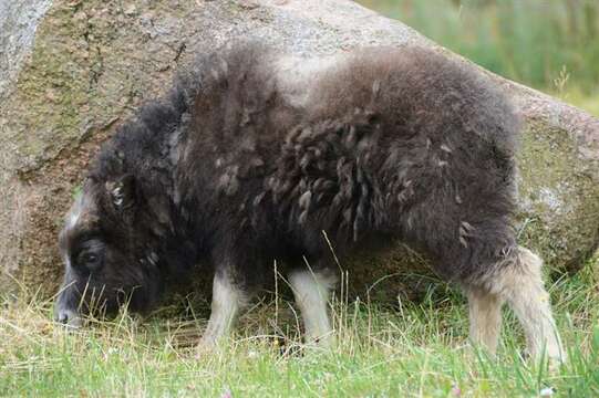 Image of muskox