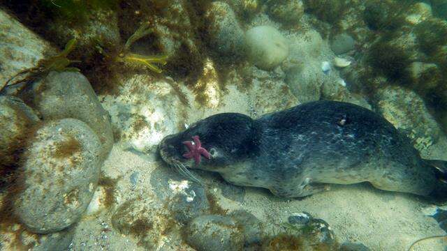 Image of Mediterranean Monk Seal