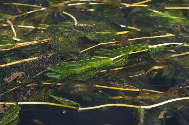 Image of Perfoliate Pondweed