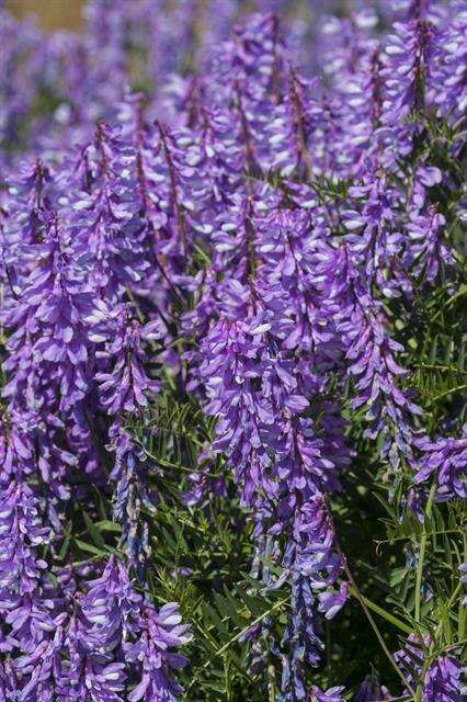 Image of Fine-leaf vetch