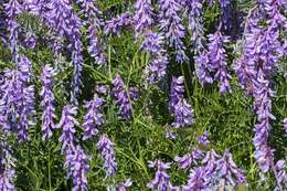 Image of Fine-leaf vetch