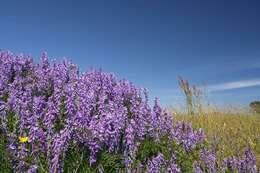 Image of Fine-leaf vetch