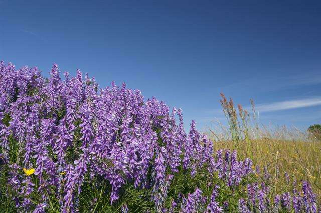 Image of Fine-leaf vetch