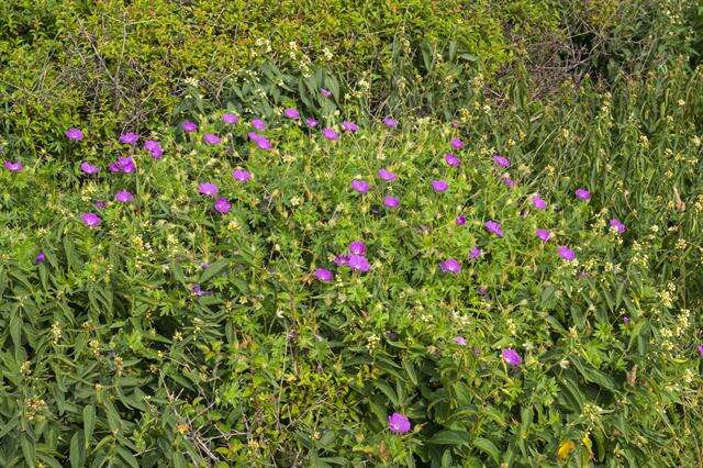 Image of geranium