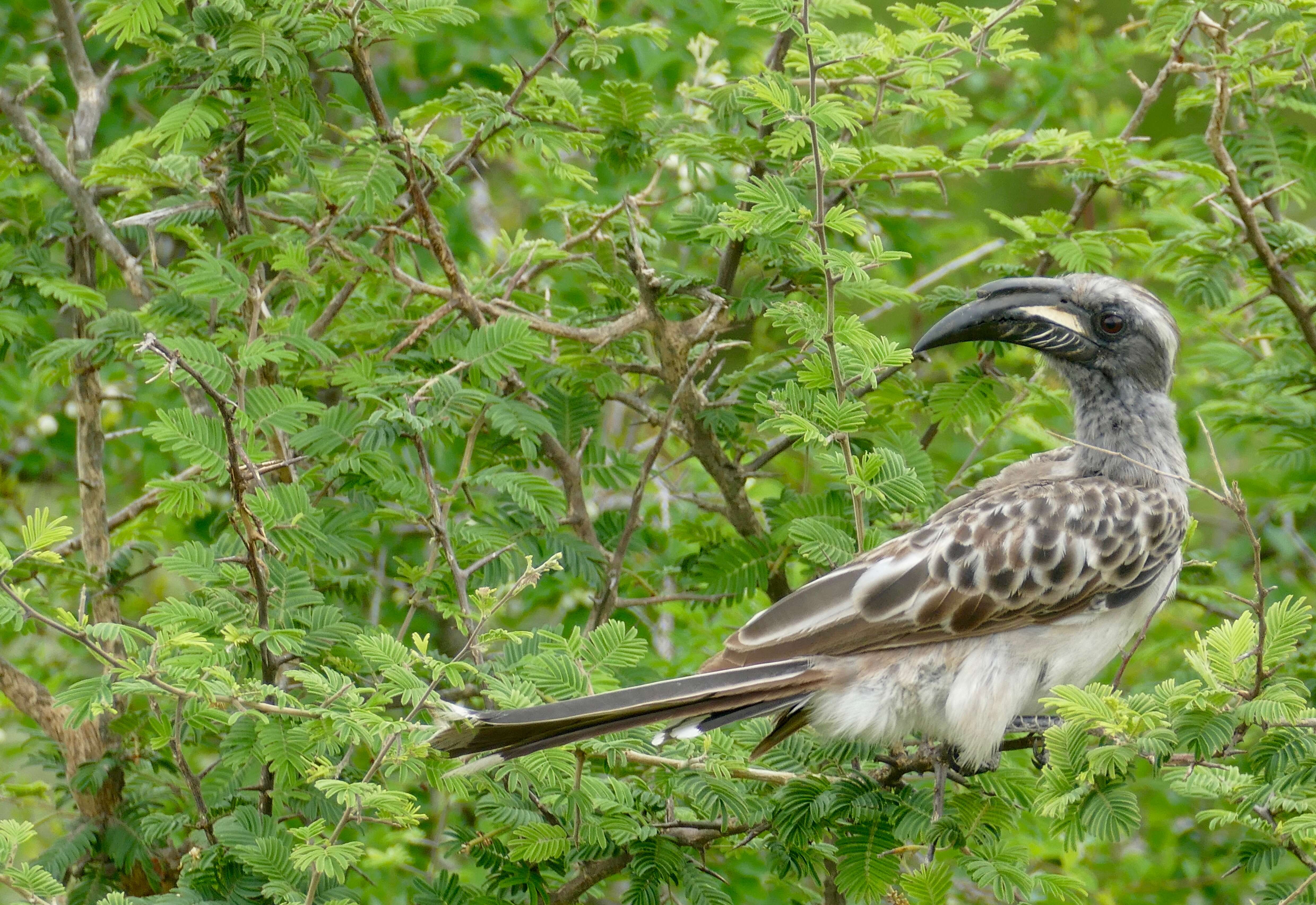 Image of African Grey Hornbill