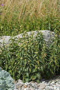 Image of swallow-wort