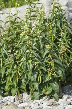 Image of swallow-wort