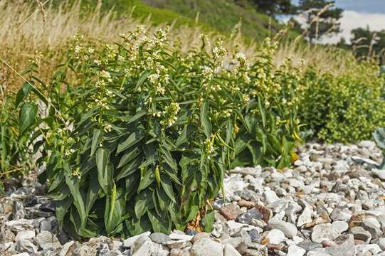 Image of swallow-wort