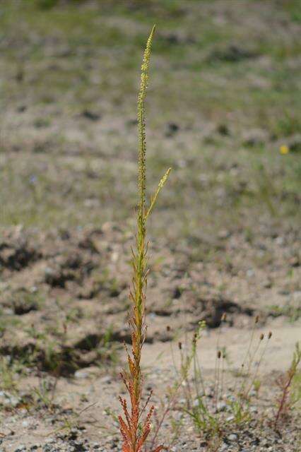 Image of Resedaceae