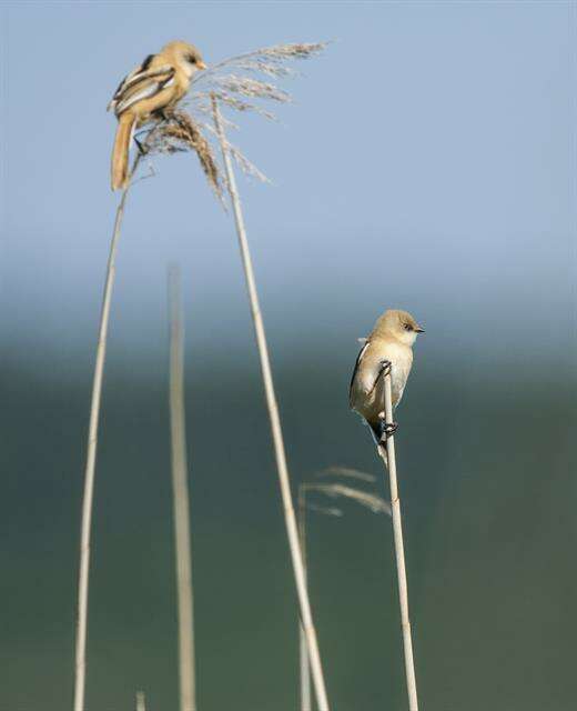 Image of Panuridae