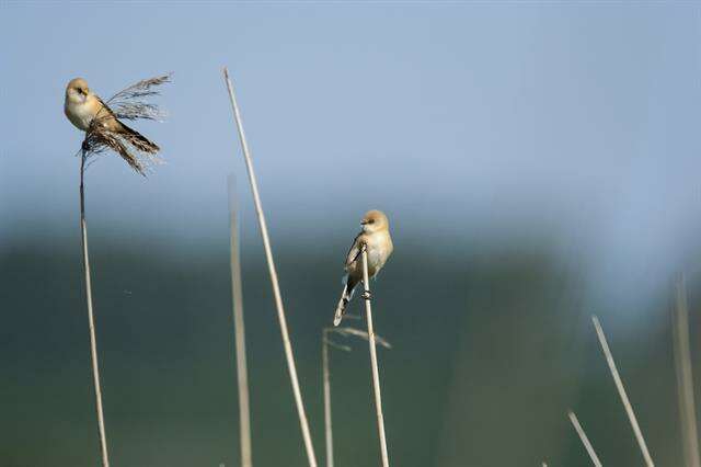 Plancia ëd Panuridae