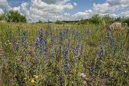 Imagem de Echium