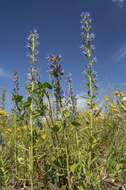 Imagem de Echium