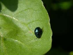 Image of <i>Phaedon cochleariae</i>