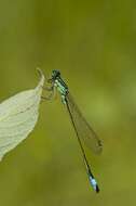 Image of forktail