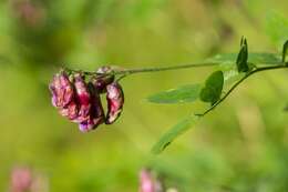 Imagem de Lathyrus niger (L.) Bernh.