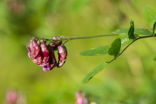 Image of Black Pea